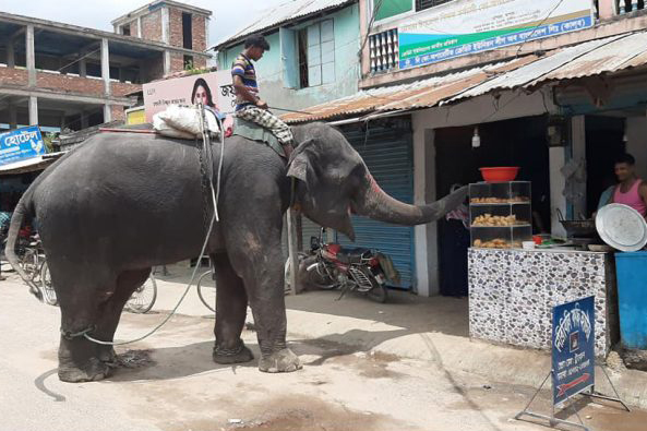 হাতি দিয়ে চাঁদাবাজি  