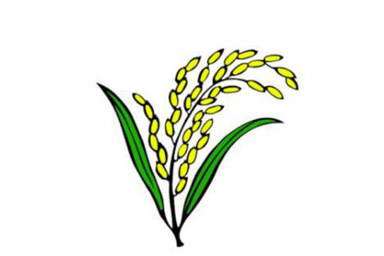 পাবে না ‘ধানের শীষ’, উদ্বেগে বিএনপির জোটবদ্ধ দলগুলো