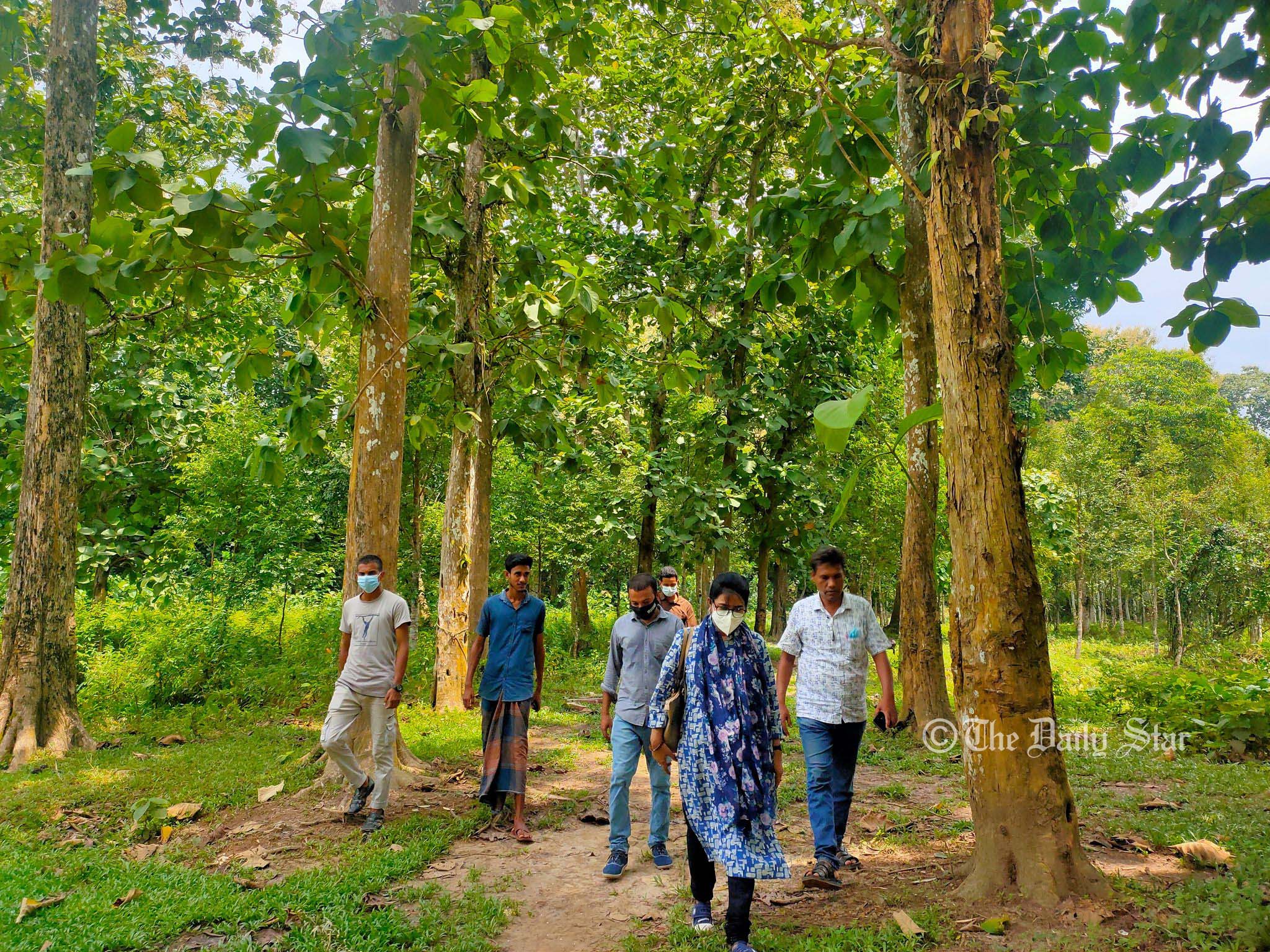 লাঠিটিলায় সাফারি পার্কের সড়ক নির্মাণেই কাটা পড়বে ১০ হাজার গাছ: বেলা