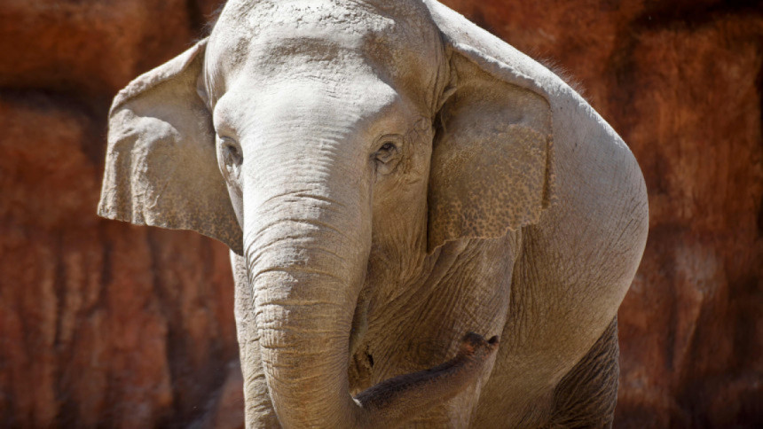 হাতি হত্যায় অভিযুক্ত মারা গেলেন হাতির আক্রমণে