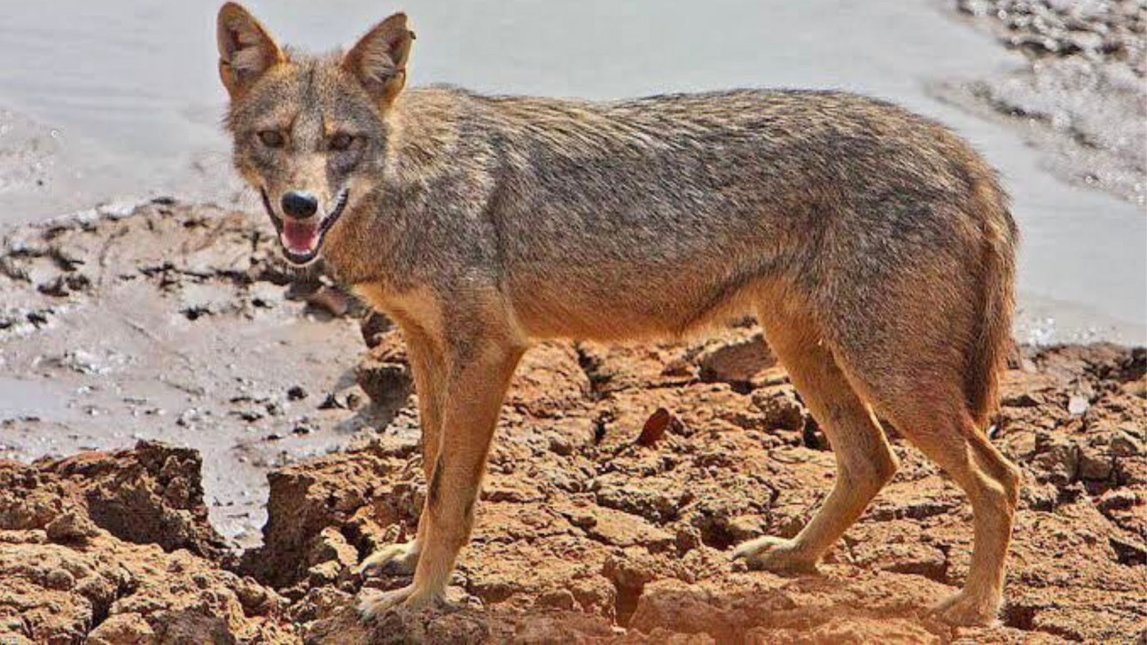 বগুড়ায় শিয়ালের কামড়ে ৪ দিনে অন্তত ৩০ জন আহত