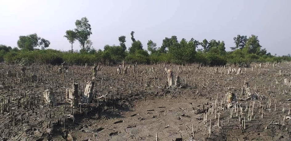 চিংড়ি চাষে হারিয়ে যাওয়া এক সুন্দরবনের গল্প