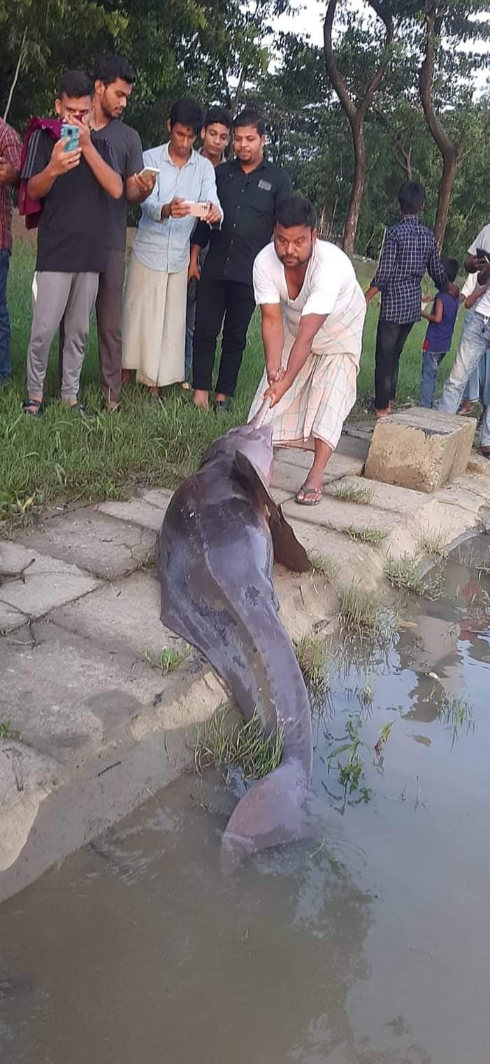 হালদা নদী থেকে আরও একটি মৃত ডলফিন উদ্ধার 