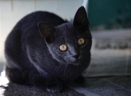 কালো বিড়ালকে যখন থেকে অশুভ ভাবা শুরু হলো