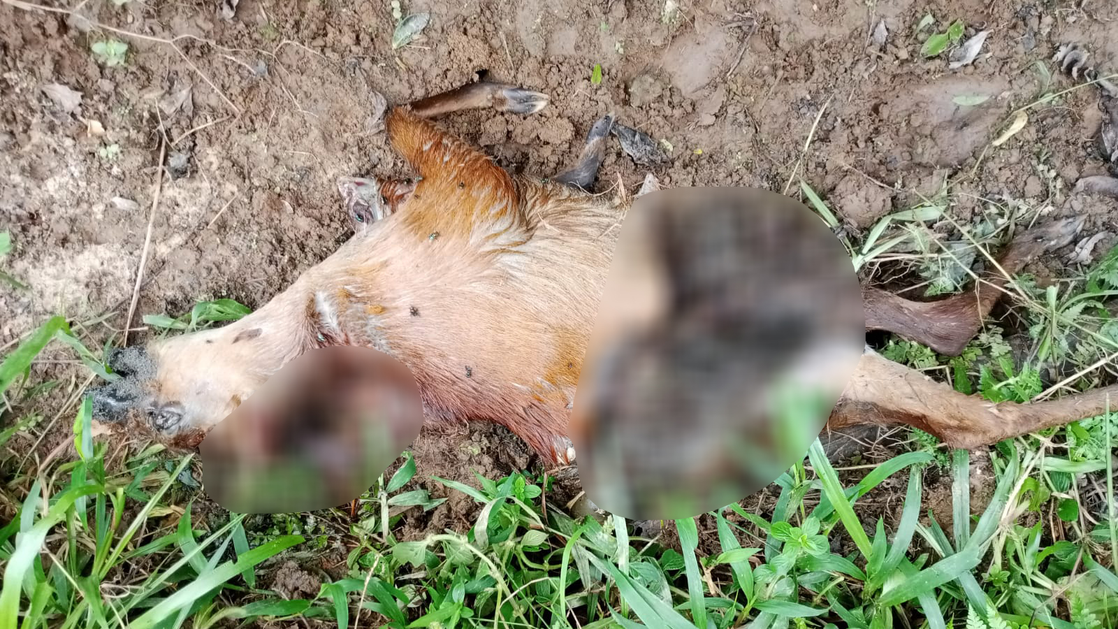 পুড়িয়ে মারা হলো শত প্রাণ