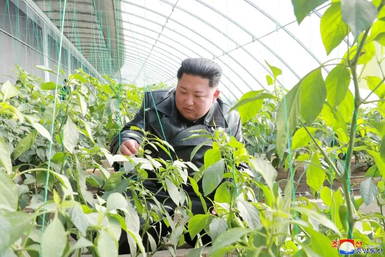 উত্তর কোরিয়ায় কি খাদ্য সংকট চলছে