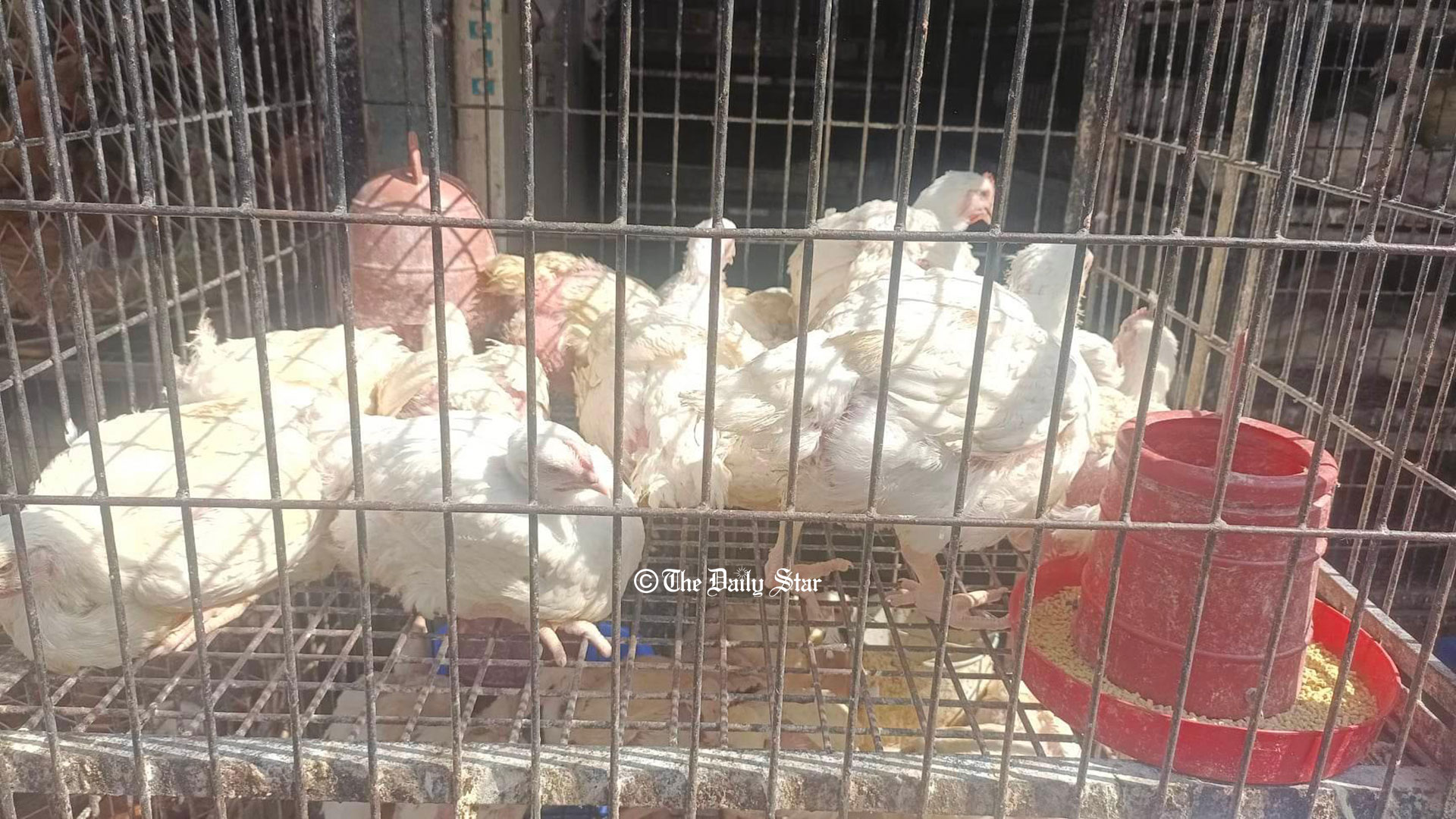 করপোরেট প্রতিষ্ঠানগুলো পোল্ট্রি খাতে ৫২ দিনে ৯৩৬ কোটি টাকা হাতিয়ে নিয়েছে: বিপিএ