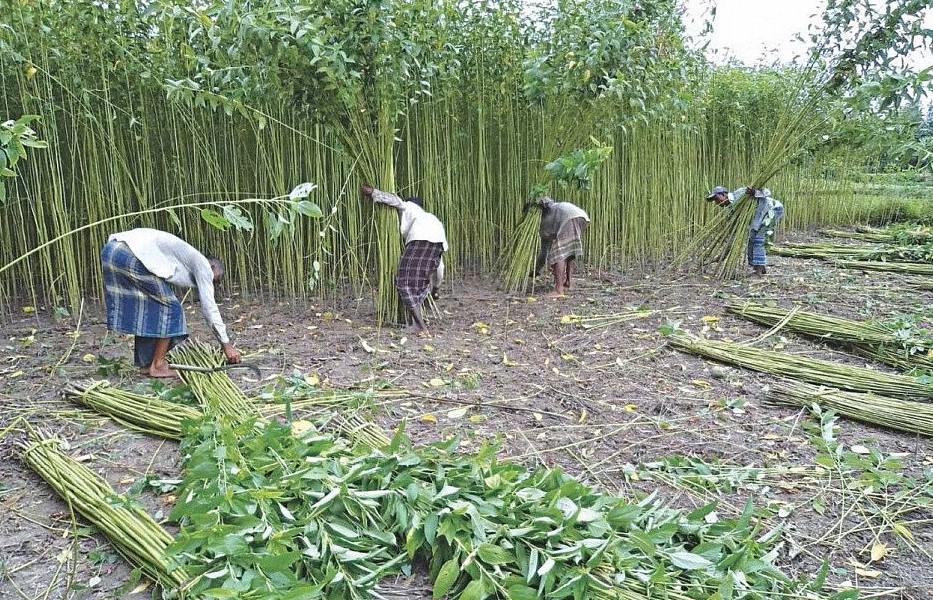 পাট বীজের চাহিদা ৬৪০০ টন, আমদানির অনুমতি ৫২০০ টন