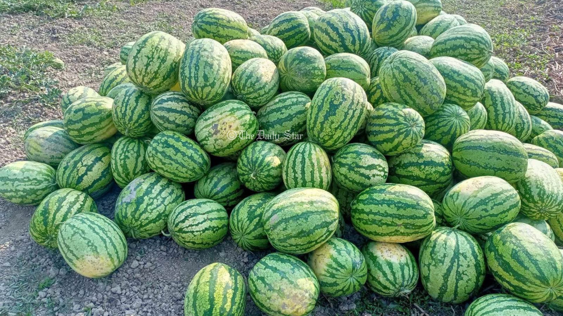 তরমুজ কেন বিক্রি হয় কেজি দরে