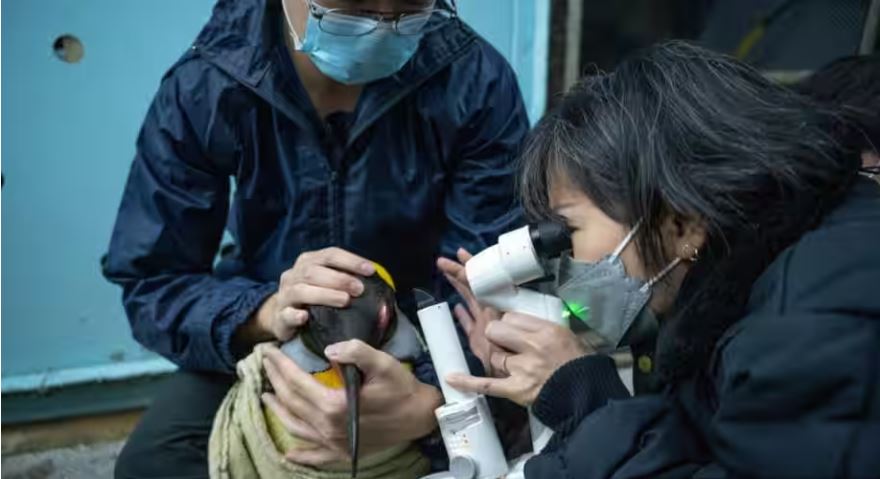 বিশ্বে প্রথমবারের মতো পেঙ্গুইনের চোখের ছানি অপারেশন