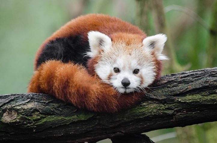 মজিলা ফায়ারফক্সের লোগোতে ফক্স নয়, পান্ডার ছবি