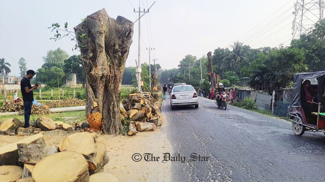 শতবর্ষীসহ ২ হাজার ৩৭৯ গাছ কেটে সড়ক ‘উন্নয়ন’