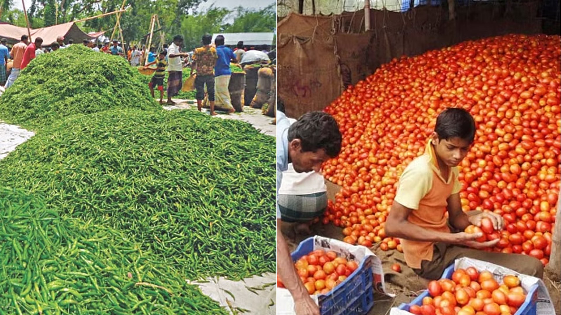 কাঁচা মরিচ ও টমেটো আমদানির অনুমতি দিয়েছে সরকার