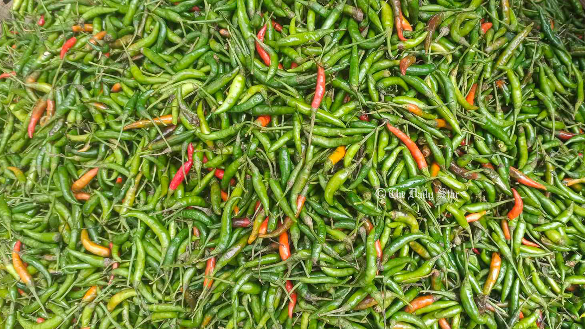 বরিশালে ৬০০ টাকা কেজি দরে বিক্রি হচ্ছে কাঁচা মরিচ