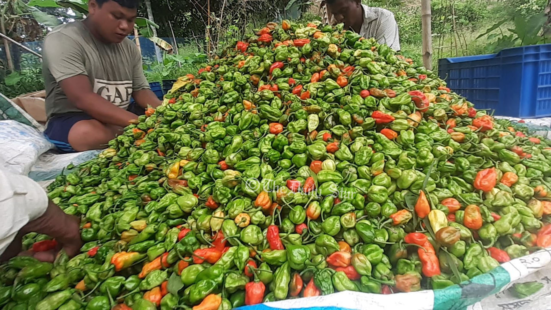 কাঁচা মরিচের দাম বাড়ায় চাহিদা বেড়েছে নাগা মরিচের
