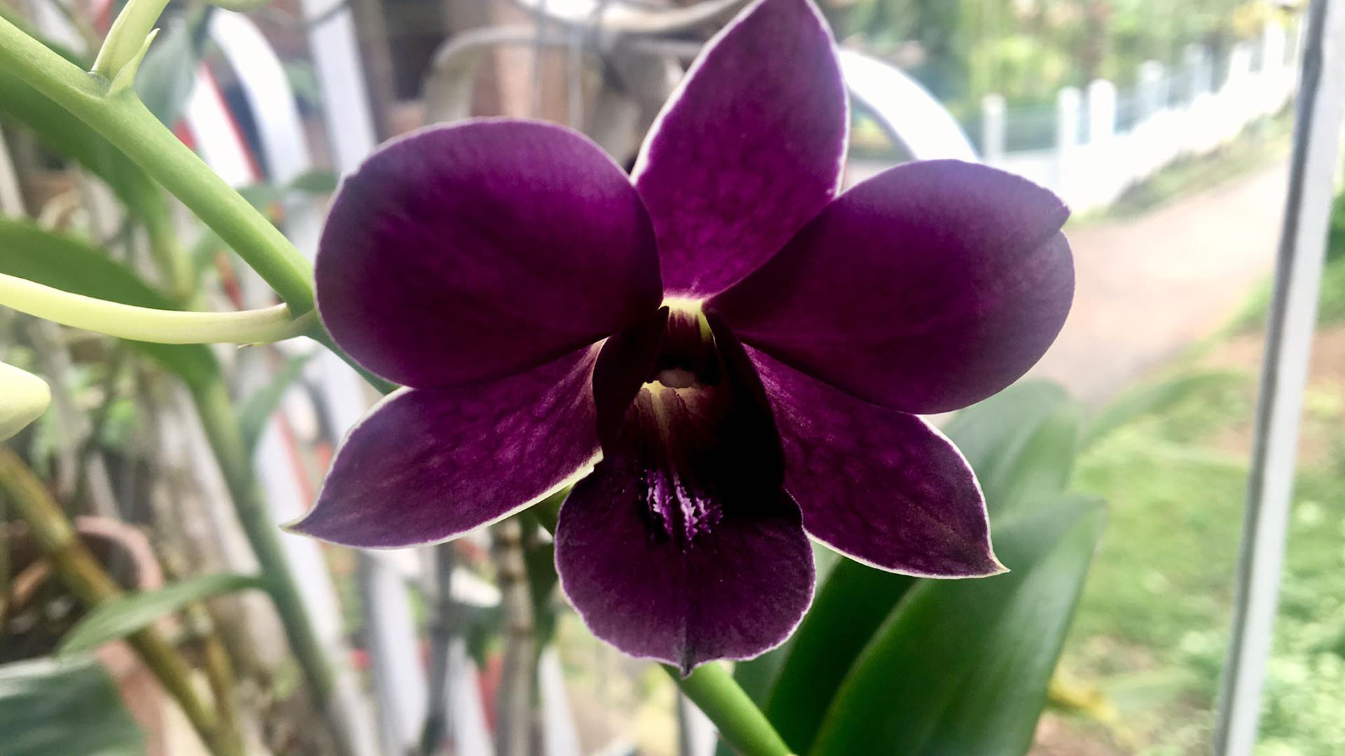 অর্কিডের বাহার