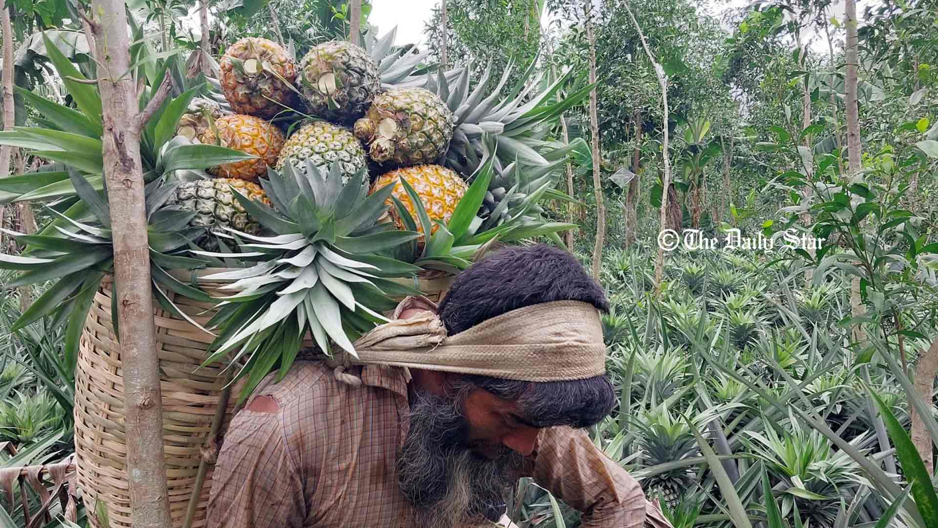 অবহেলায় মধুপুরের আনারস