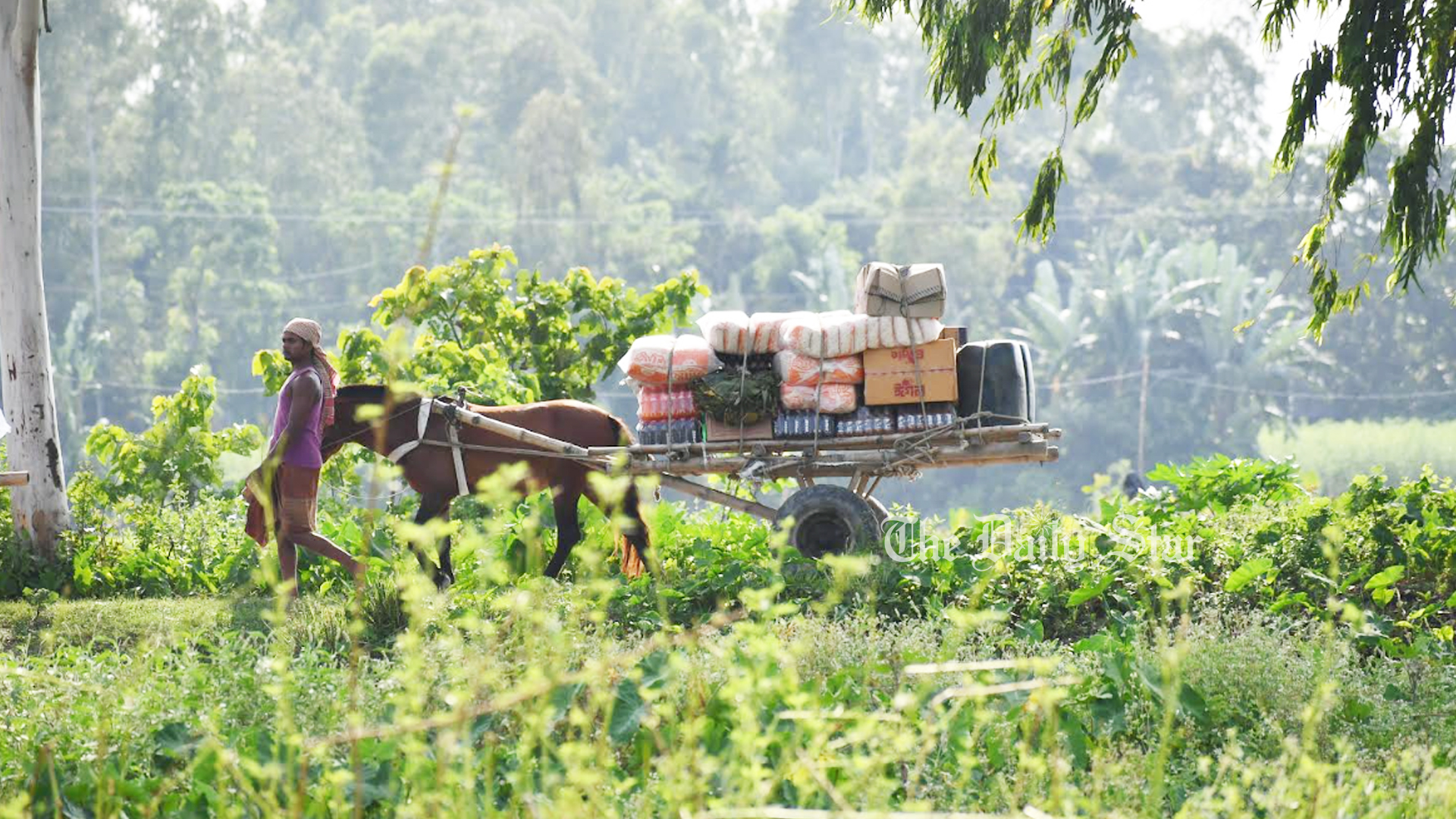 চরে ভরসা ঘোড়ার গাড়ি 