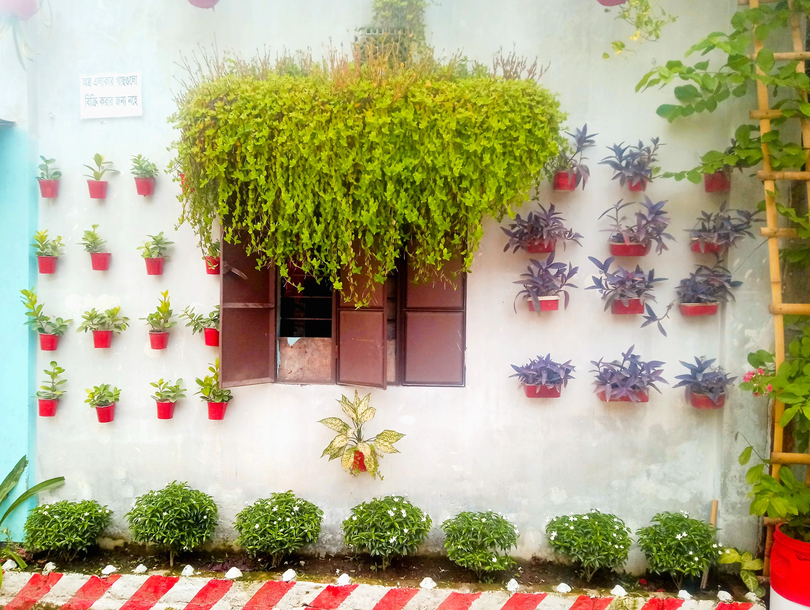 মুগ্ধতা ছড়াচ্ছে ময়মনসিংহের বাঁশবাড়ি কলোনি