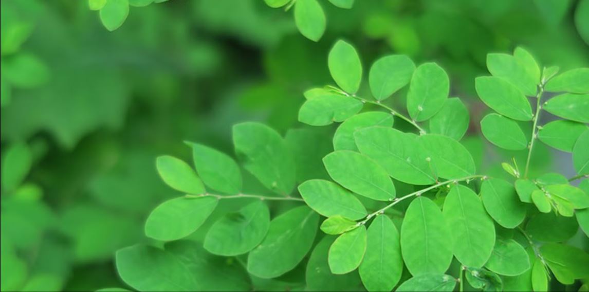 শজনে পাতার পুষ্টিগুণ, কীভাবে খাবেন, কোন বিষয়ে সতর্ক থাকবেন