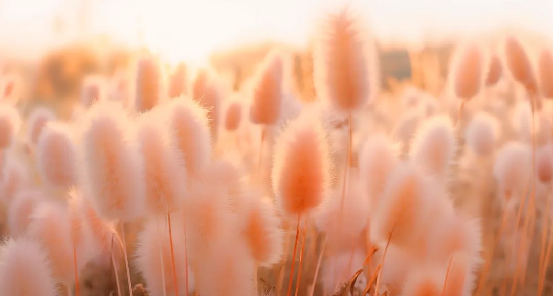 ২০২৪ সালের রং কোনটা জানেন কি