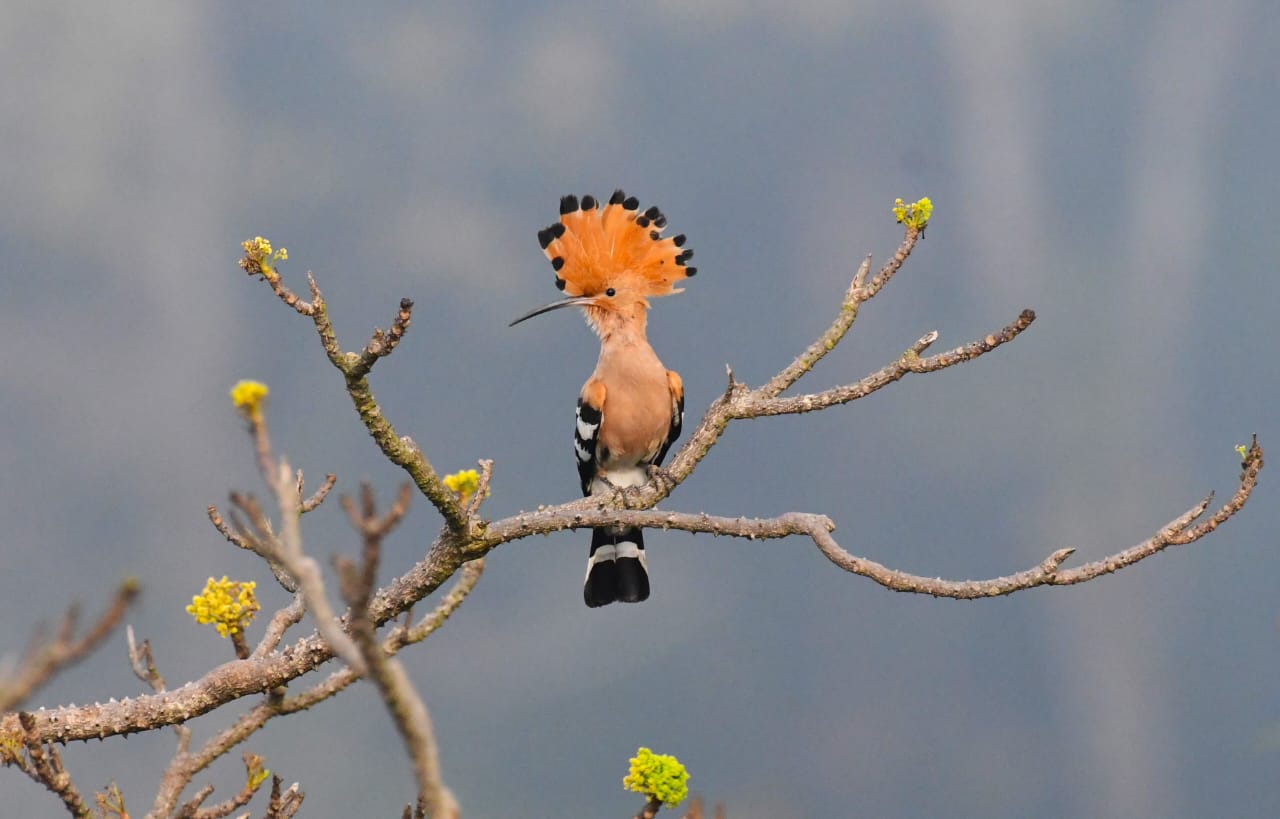 মানুষের ভাষা ‘পড়তে পারা’ হুদহুদের ‘আক্ষেপ’