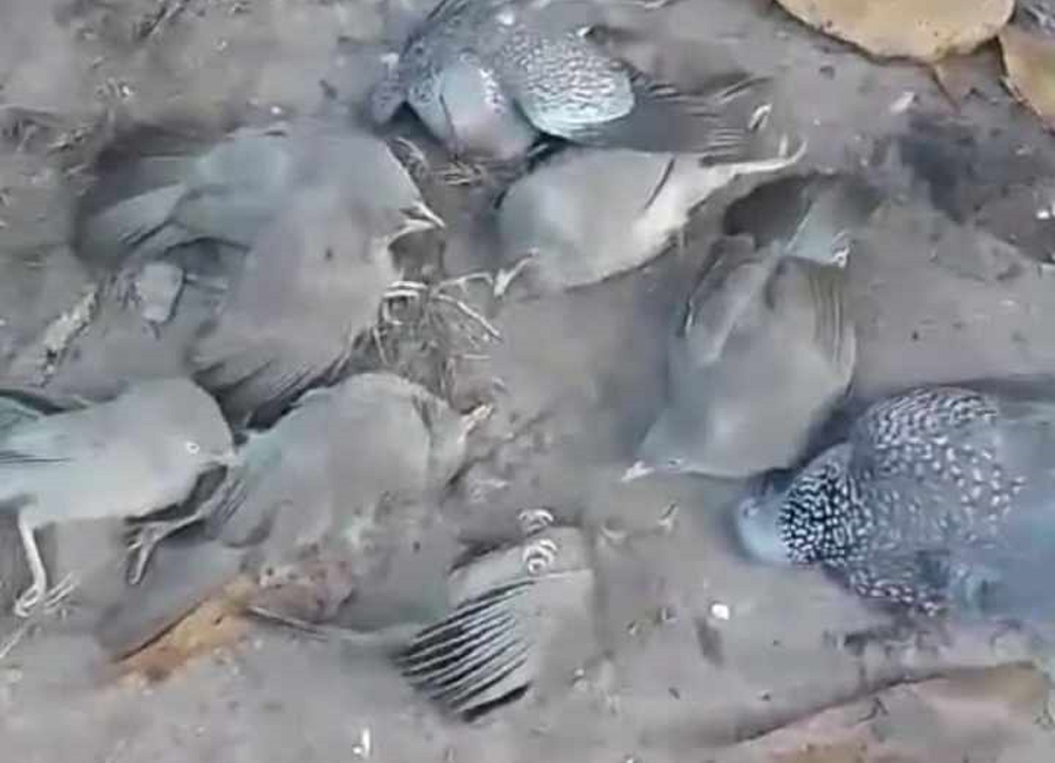 শ্রীপুরে হঠাৎ অর্ধশতাধিক পাখির মৃত্যু