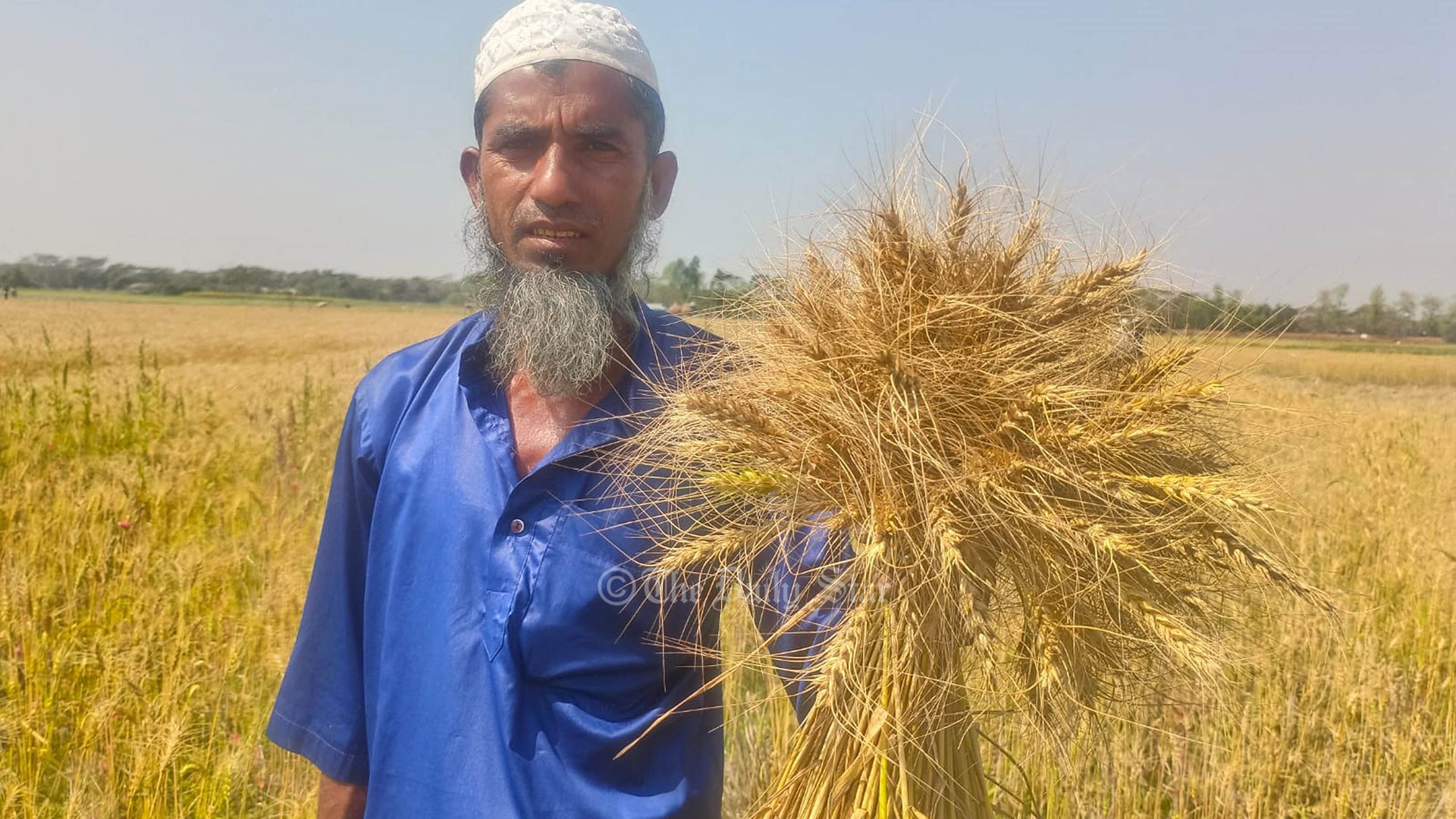 পতিত জমিতে লবণ-সহিষ্ণু গম চাষে সাফল্য