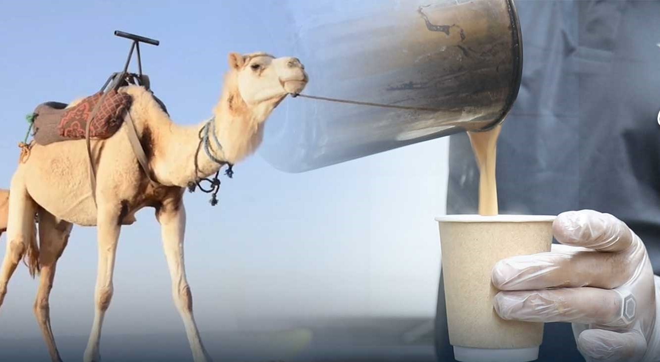 ঢাকায় উটের দুধের চা পাবেন যেখানে