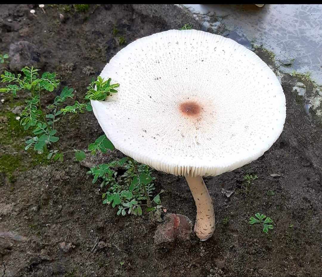 মাশরুমের উপকারিতা, কীভাবে খাবেন