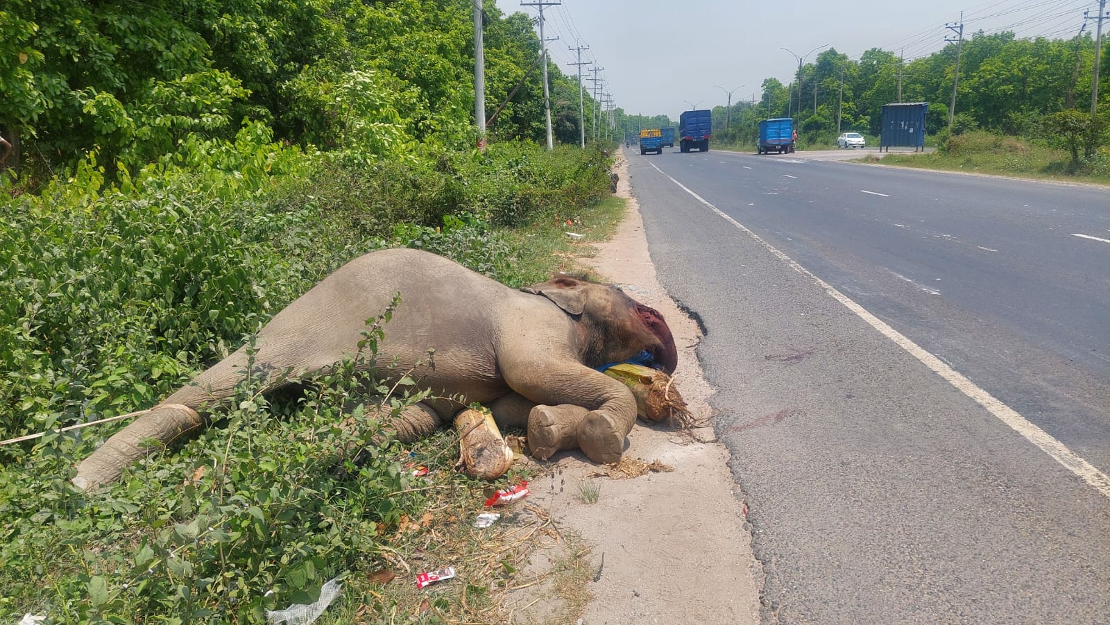 ‘লিভার অকার্যকর’ হয়ে মহাসড়কের পাশে মরে পড়েছিল হাতিটি