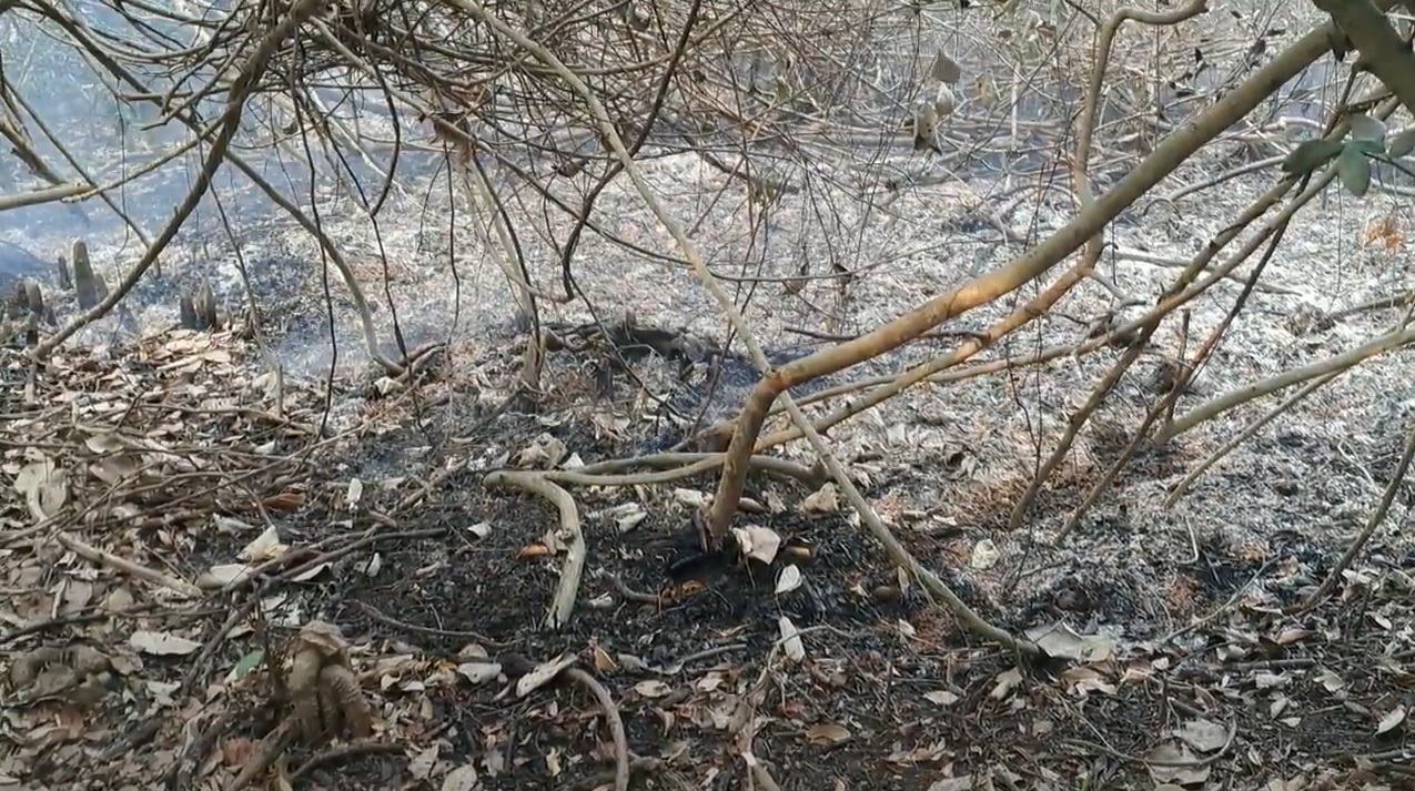 সুন্দরবনে আগুন নেভানোর কাজ শুরু করেছে ফায়ার সার্ভিস