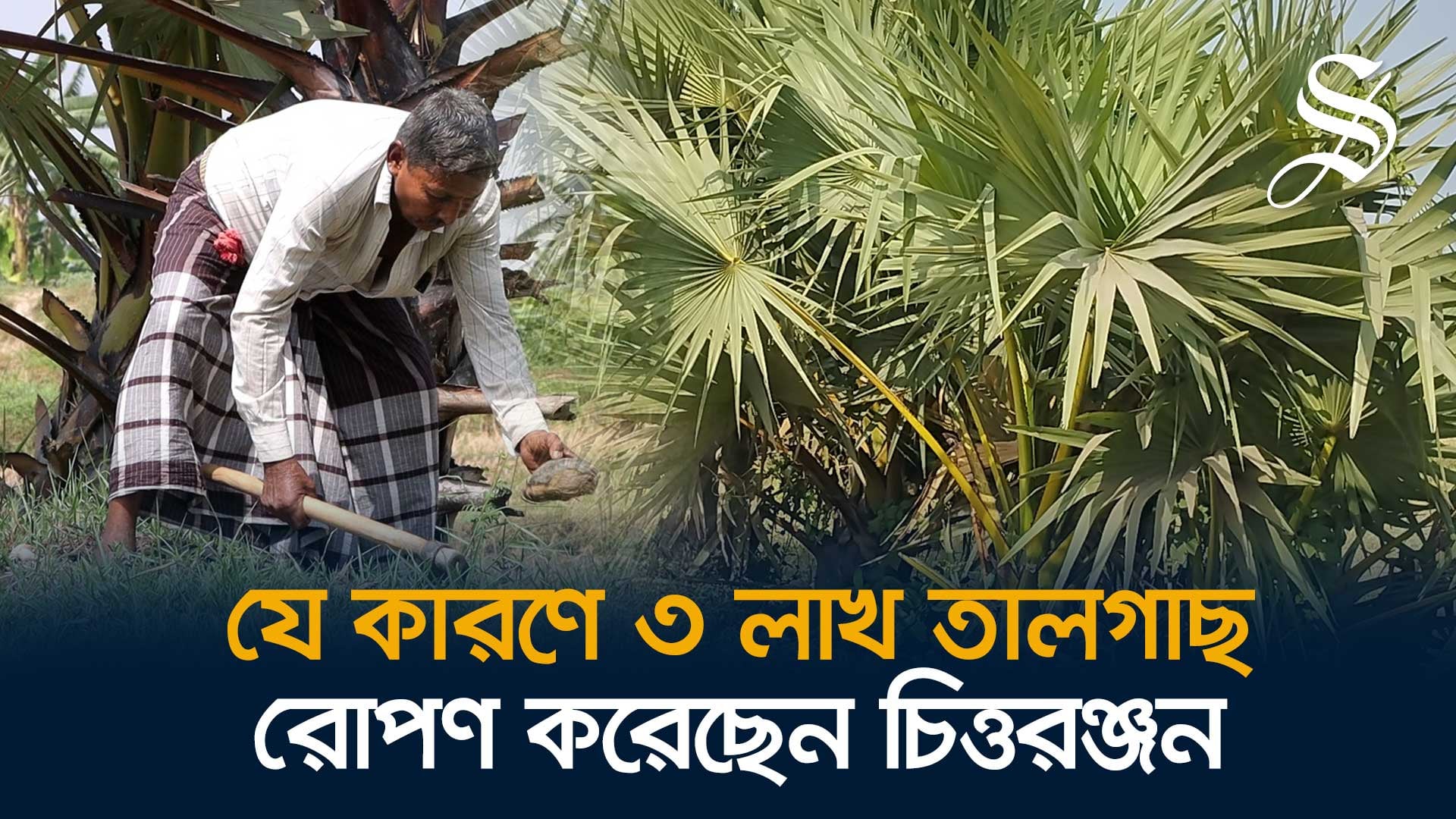 ১৬ বছরে ৩ লাখ তালগাছ রোপণ করেছেন যশোরের চিত্তরঞ্জন দাস