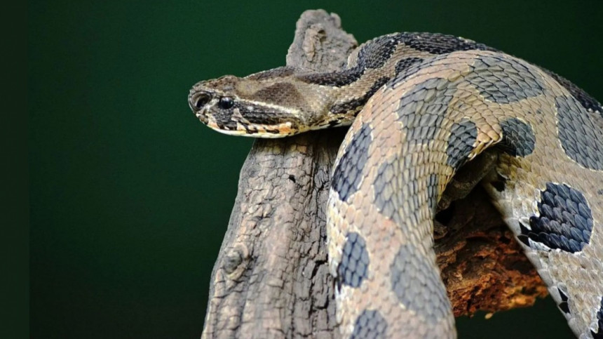 ঘোষণা প্রত্যাহার, রাসেলস ভাইপার ধরলে পুরস্কার দেবে না ফরিদপুর আ. লীগ