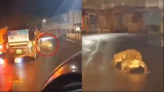 ভারী বৃষ্টির পর মহারাষ্ট্রের রাস্তায় ৮ ফুট লম্বা কুমির