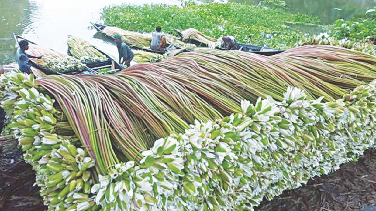 এই বর্ষায় শাপলা ডাঁটার পাকোড়া আর চচ্চড়ি