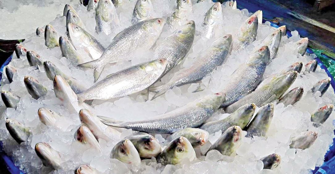 অবশেষে ভারতে যাচ্ছে ৩ হাজার টন ইলিশ