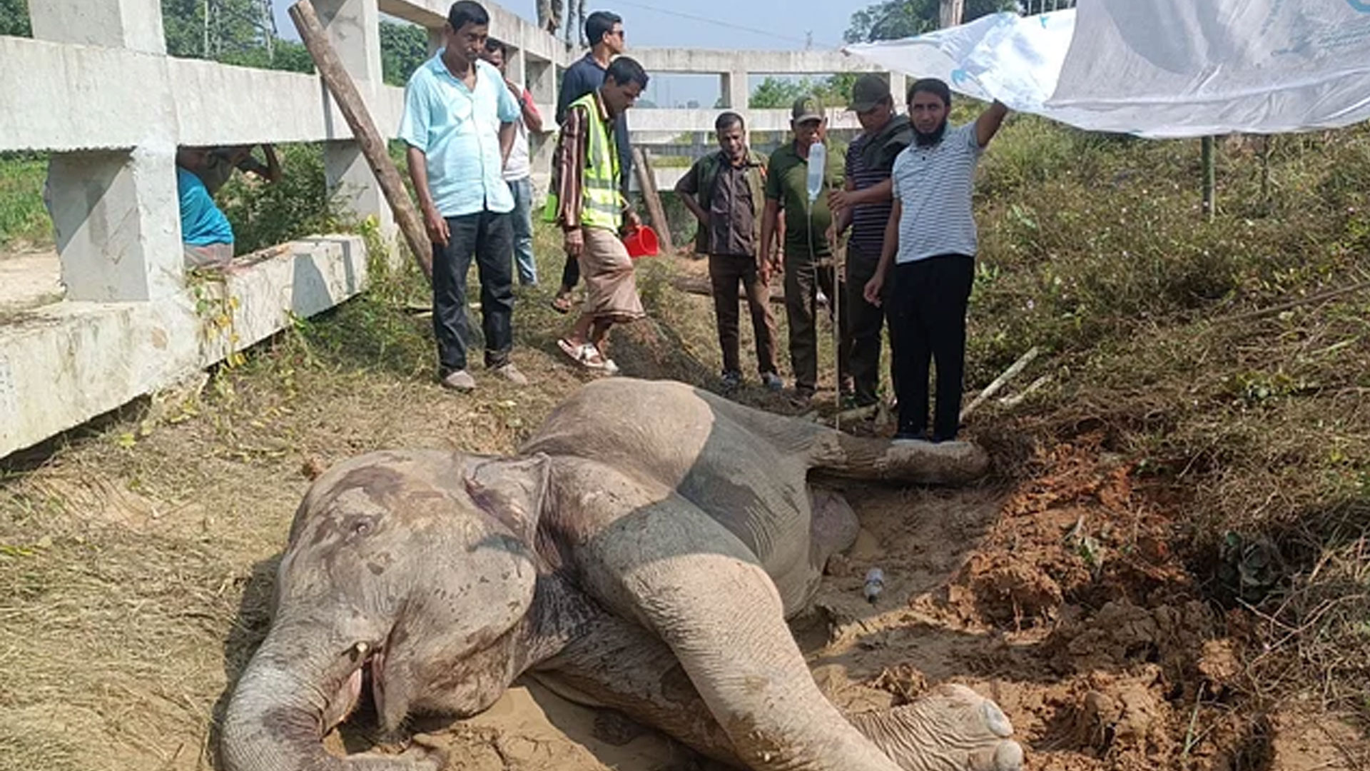 বাঁচানো গেল না আহত হাতিটিকে