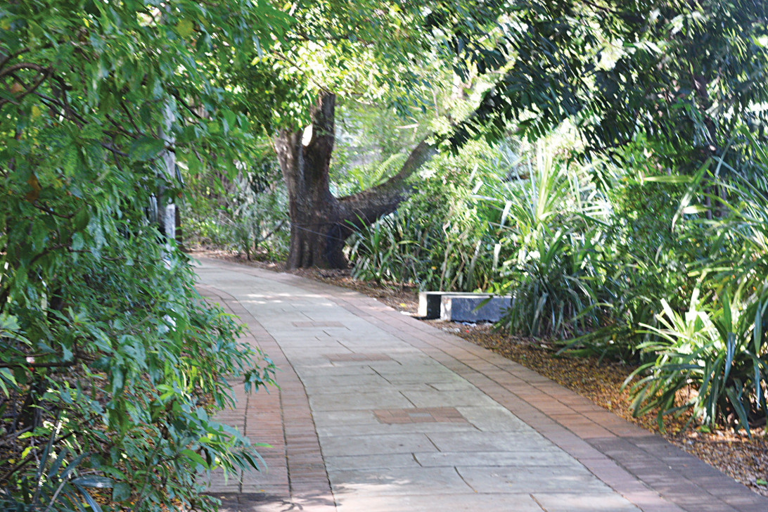 ঢাকার বুকে ছোট্ট ক্লাউড ফরেস্ট