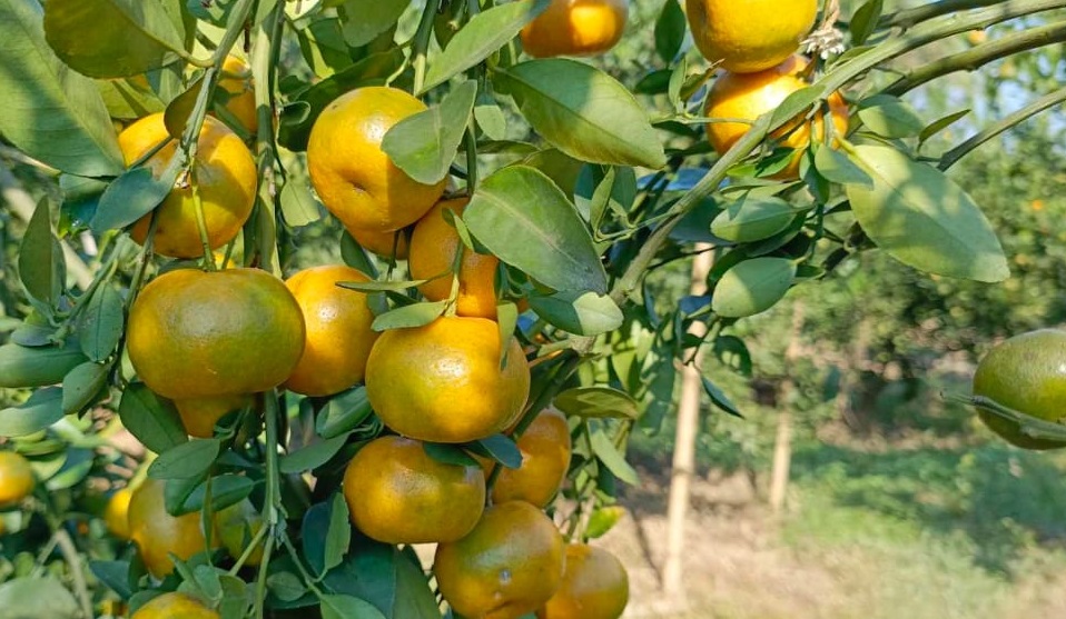সমতলে পাহাড়ি জাতের কমলার উচ্চ ফলন