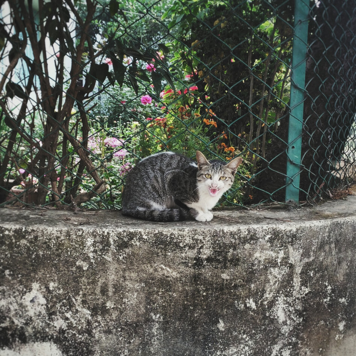 রাস্তার কুকুর-বিড়ালের প্রতি সহিংস আচরণ বন্ধে এগিয়ে আসুন
