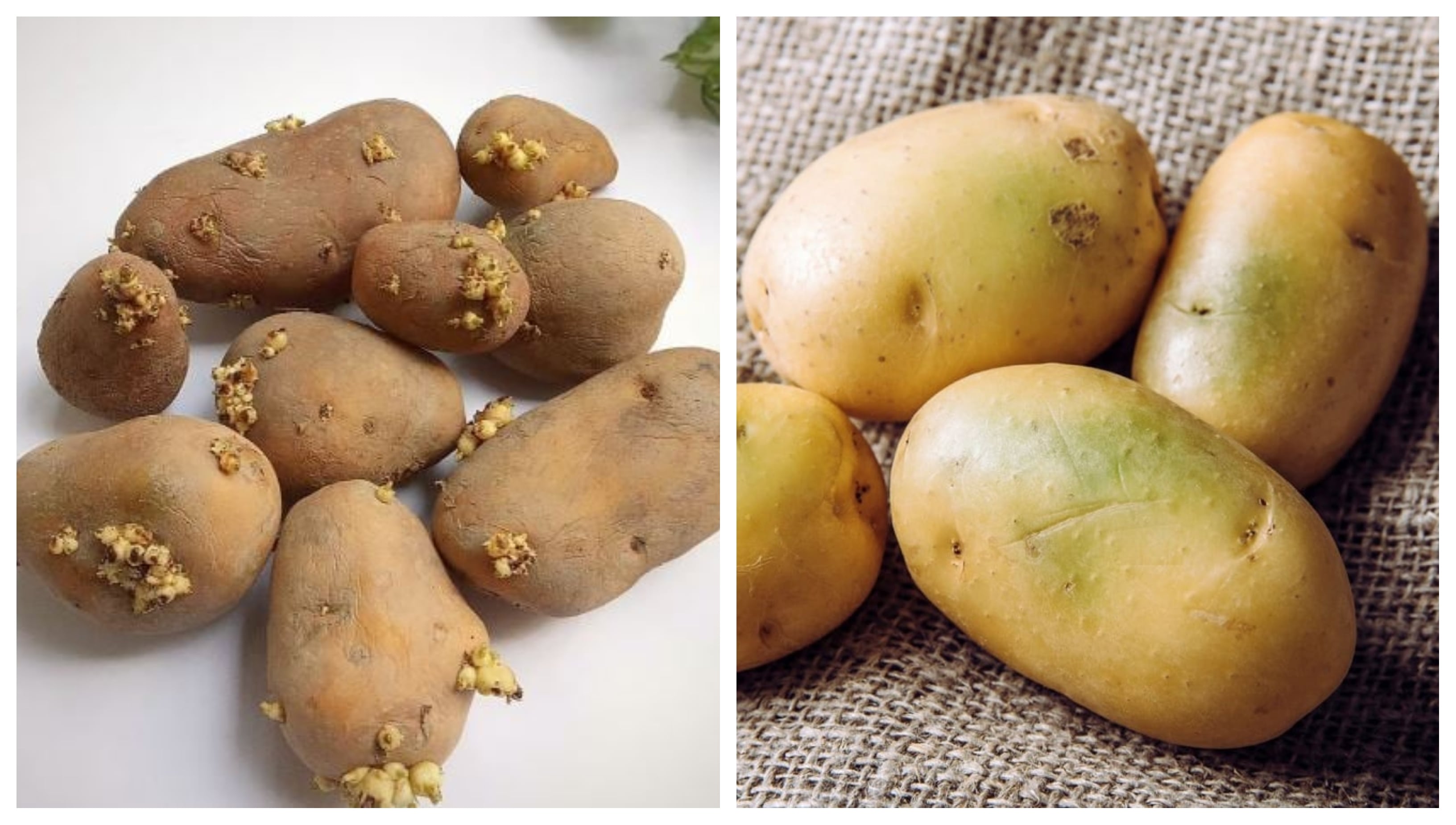 গাছ গজানো ও সবুজ দাগযুক্ত আলু খাওয়া কি নিরাপদ?