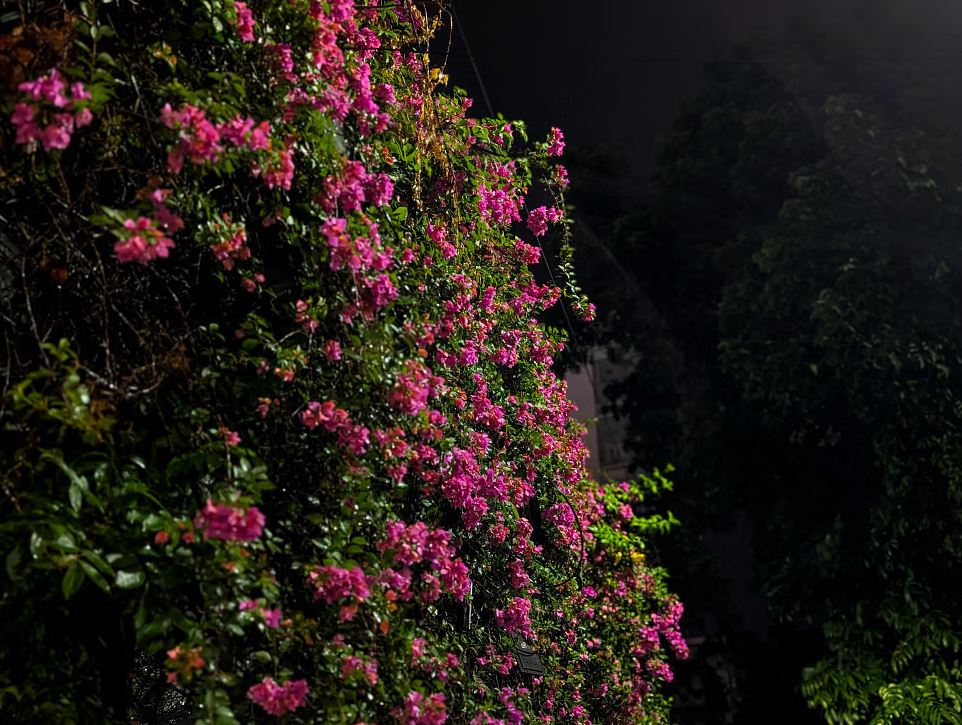 ধূসর ঢাকায় প্রাণ এনেছে বাগানবিলাস