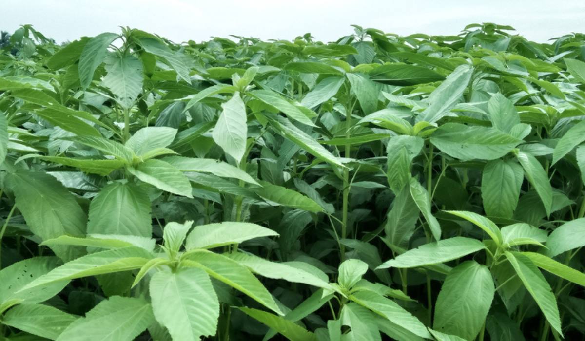 পাটশাক কেন এত উপকারী