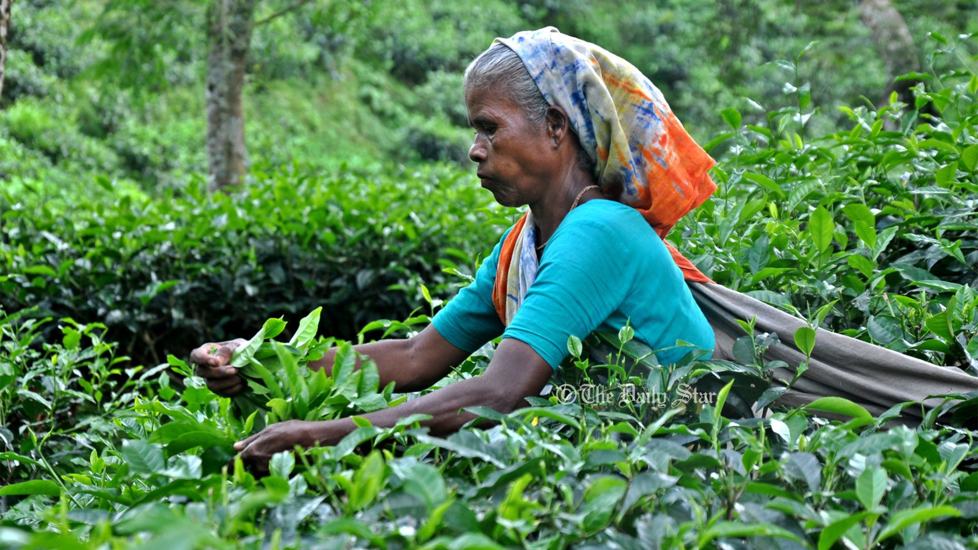 দেশে উদ্ভাবিত চায়ের ২৮ জাতের মধ্যে জনপ্রিয় কেবল ৫টি