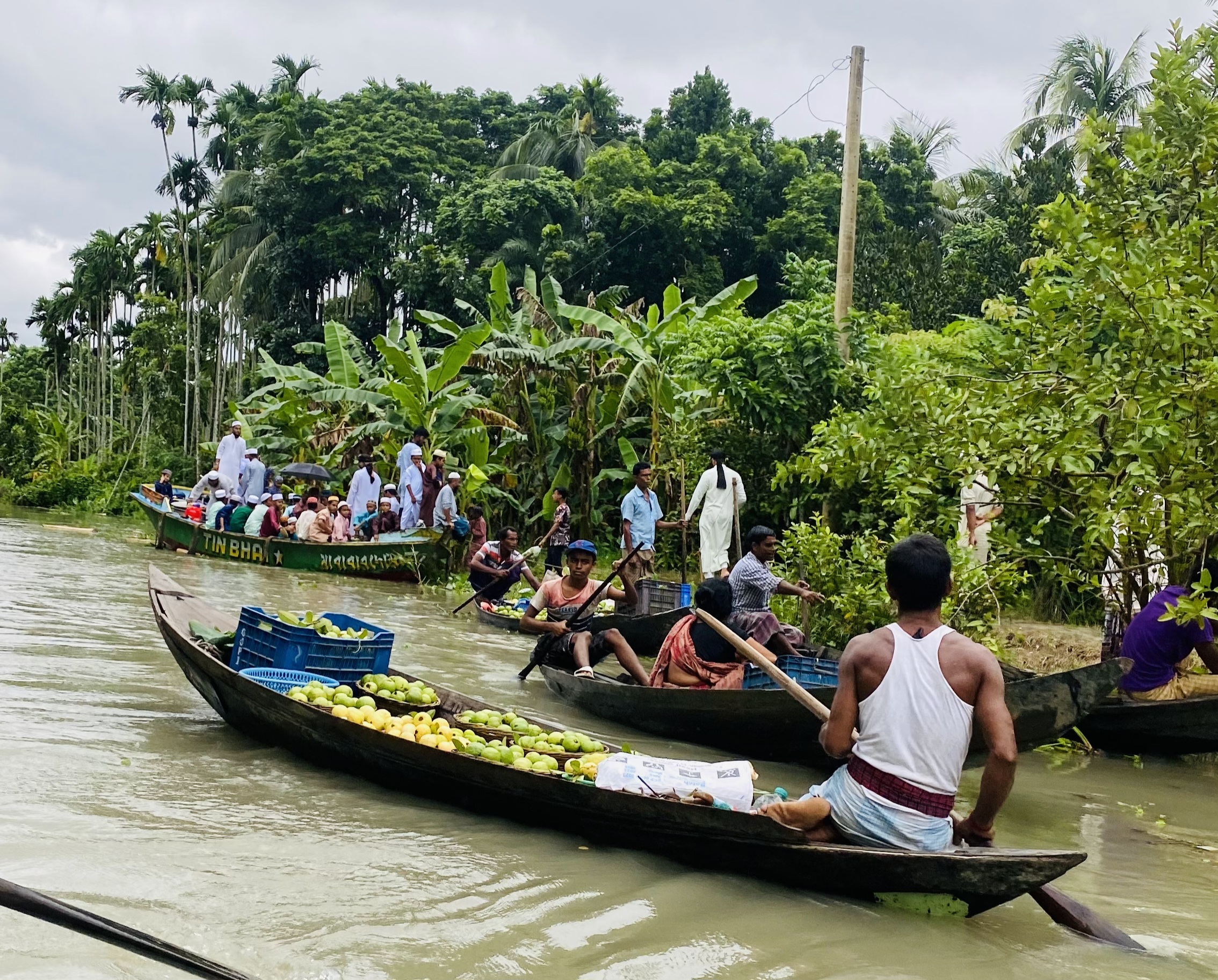 বরিশালের ভাসমান পেয়ারা বাগানে কেন যাবেন, কীভাবে যাবেন