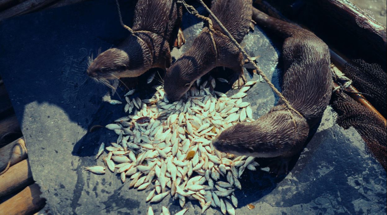 নড়াইলে ভোঁদড় দিয়ে মাছ ধরার গল্প জানেন?