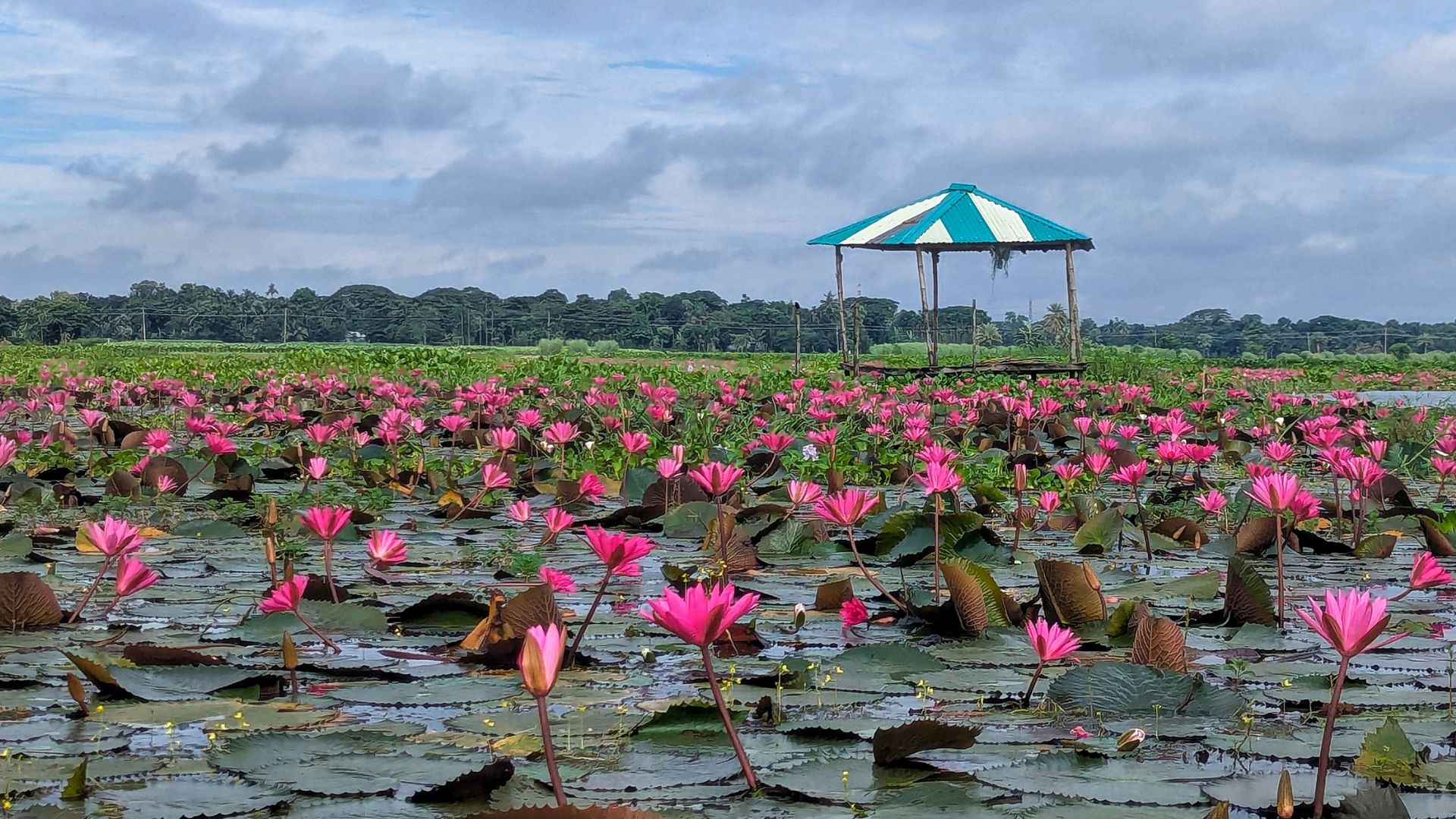 শাপলার রাজ্য চেচুয়া বিলে গিয়েছেন কখনো