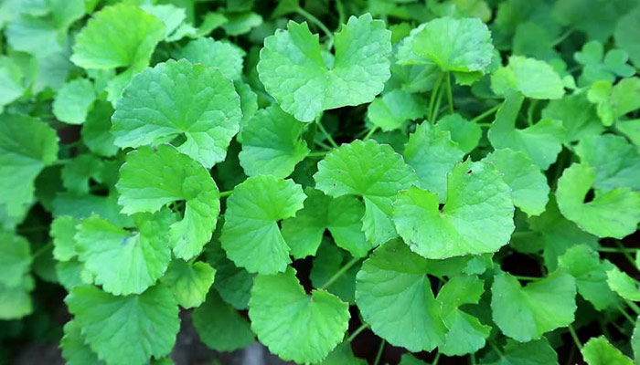 থানকুনি পাতার উপকারিতা ও খাওয়ার পদ্ধতি জানেন কি