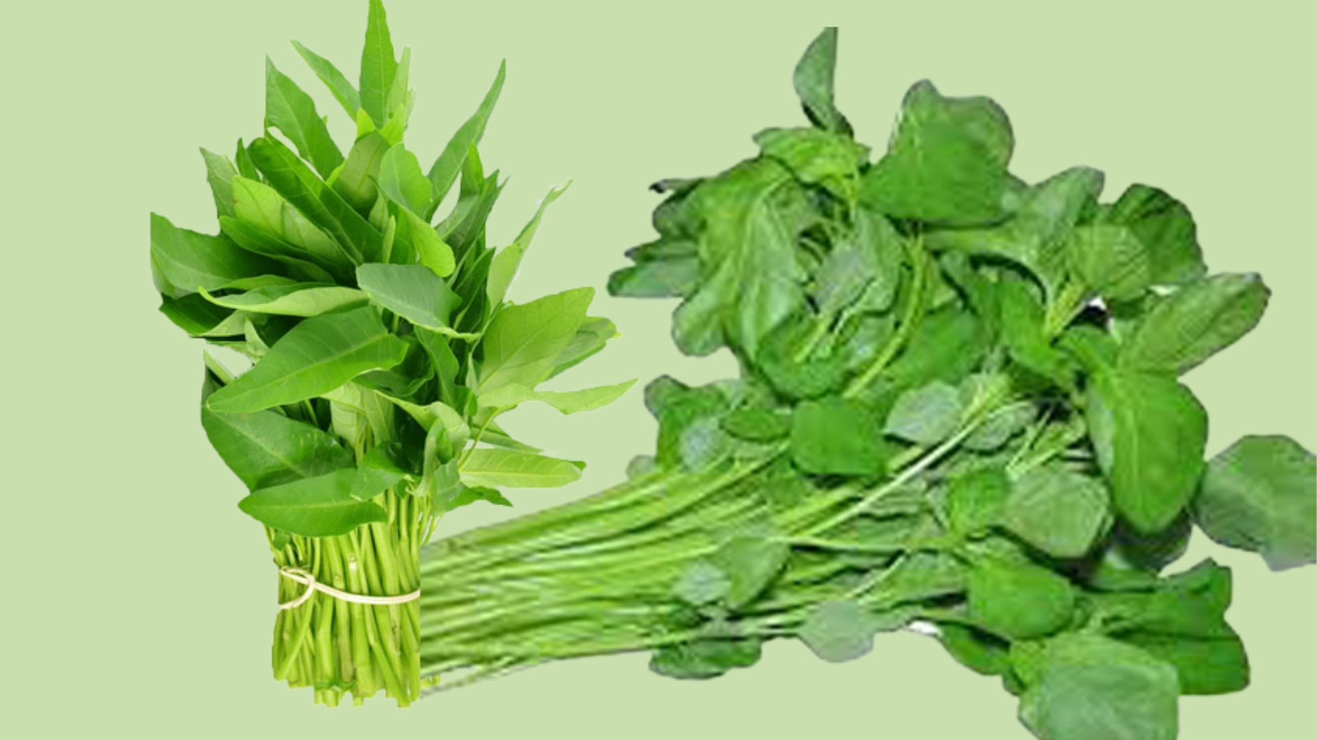 ডায়াবেটিস, রক্তস্বল্পতাসহ যেসব রোগে বিশেষভাবে উপকারী কলমি ও ডাটা শাক